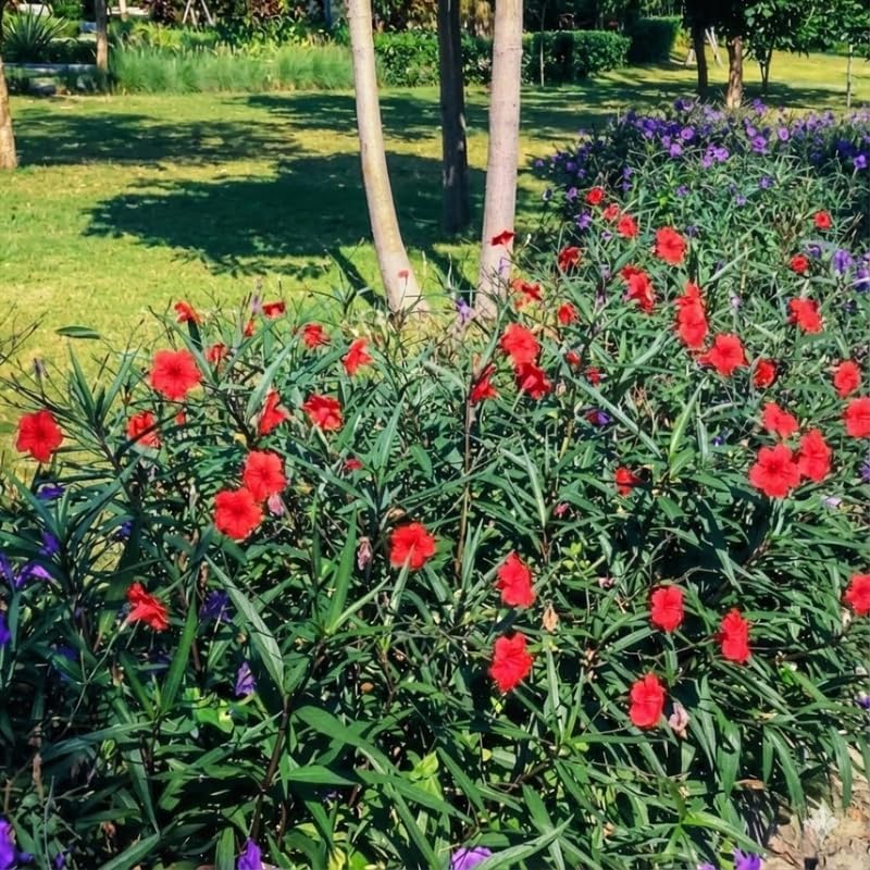 Set 6 Brazilian Red Mexican Petunia Plants Live, Perennial Outdoor Growing, Startrer Size 4-6" in Tall, Long Blooming Season, Landscapes, Borders, Ground Cover