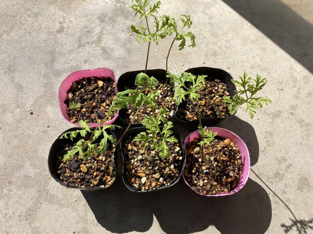 原種アネモネ　幻しのアネモネ　コロナリア　フローレブレノ アネモネ コロナリア フローレプレノ : Flowers.