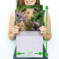 Vista 1218 de Razas de Perros 2017