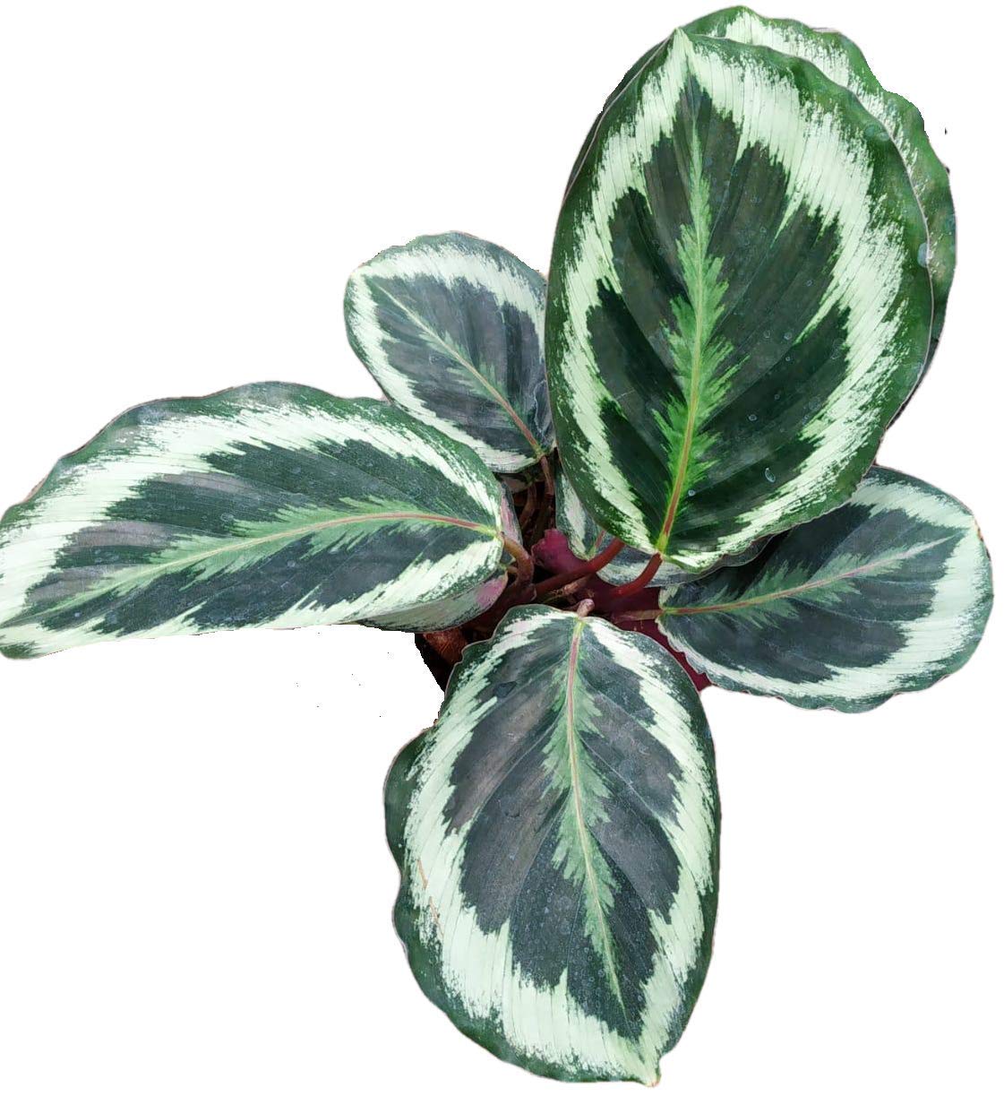 The Four Seasons Calathea Roseopicta Marion Premium Variety Natural Live Plant in Pot (B07XXCL5KC) Amazon Price History, Amazon Price Tracker
