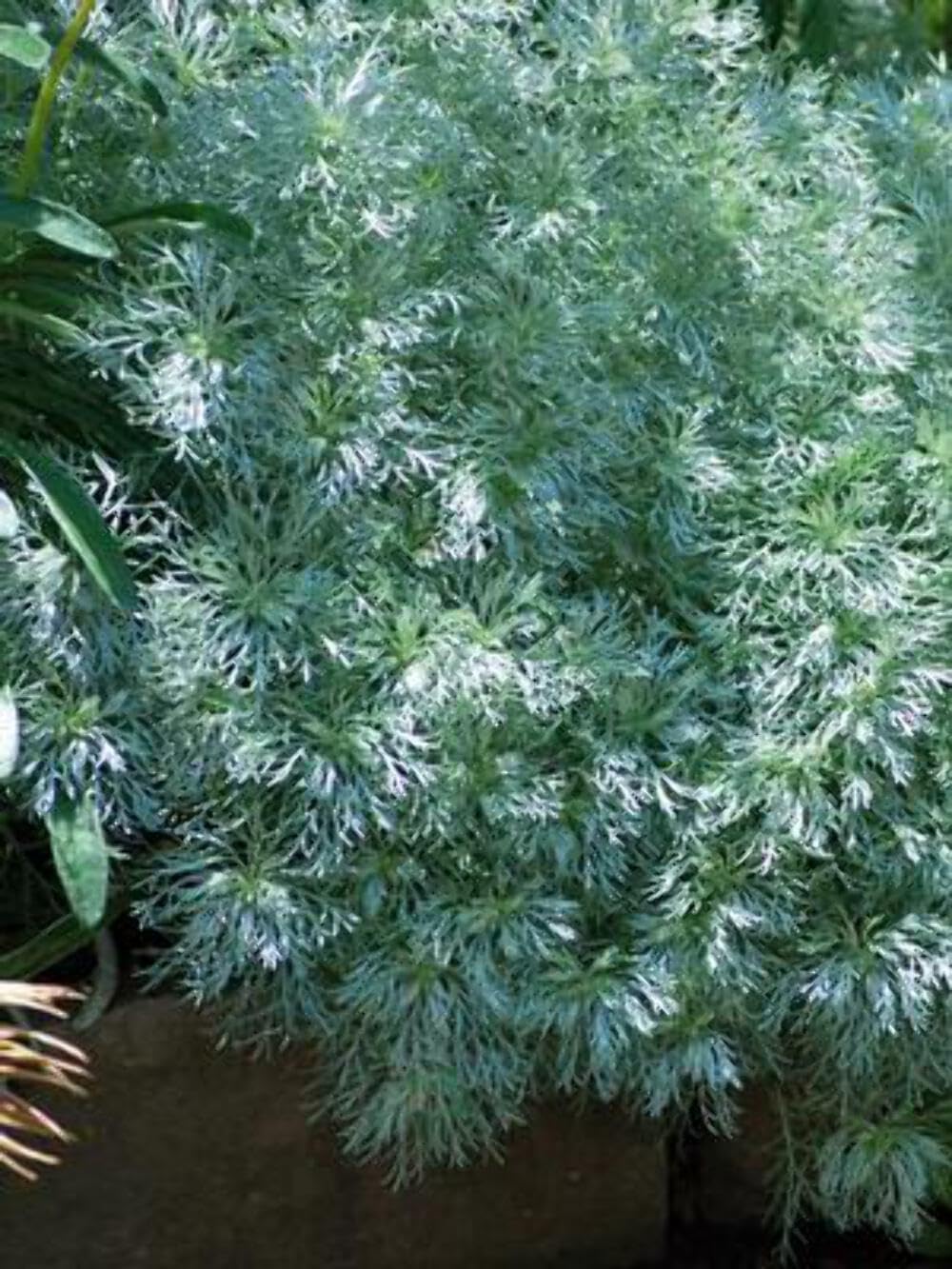 Perennial Farm Marketplace Artemisia Silver Mound