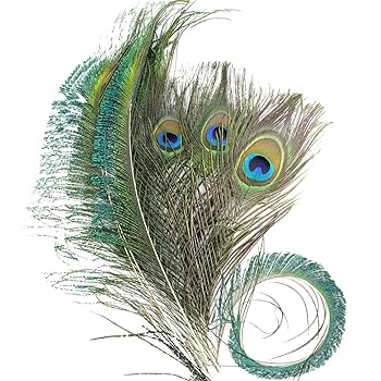 孔雀の羽 Amazon | WenMei 孔雀の羽 40本セット 天然 羽根 目玉羽 装飾用