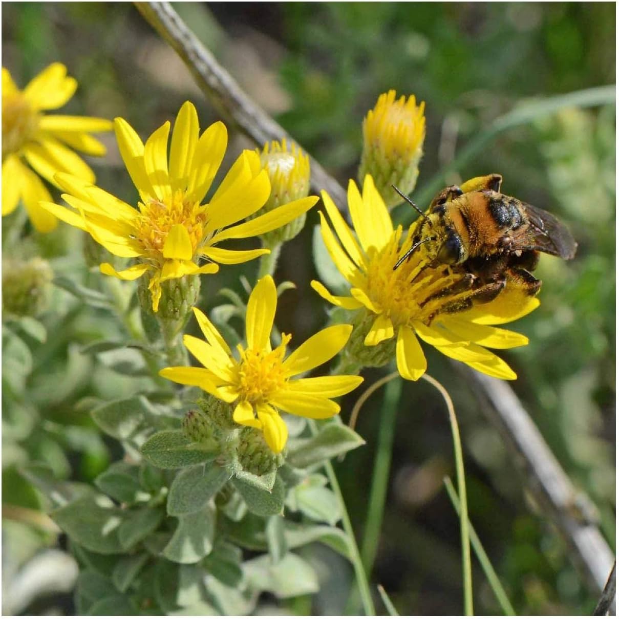 Everwilde Farms - 1/4 Lb Golden Aster Native Wildflower Seeds - Gold Vault