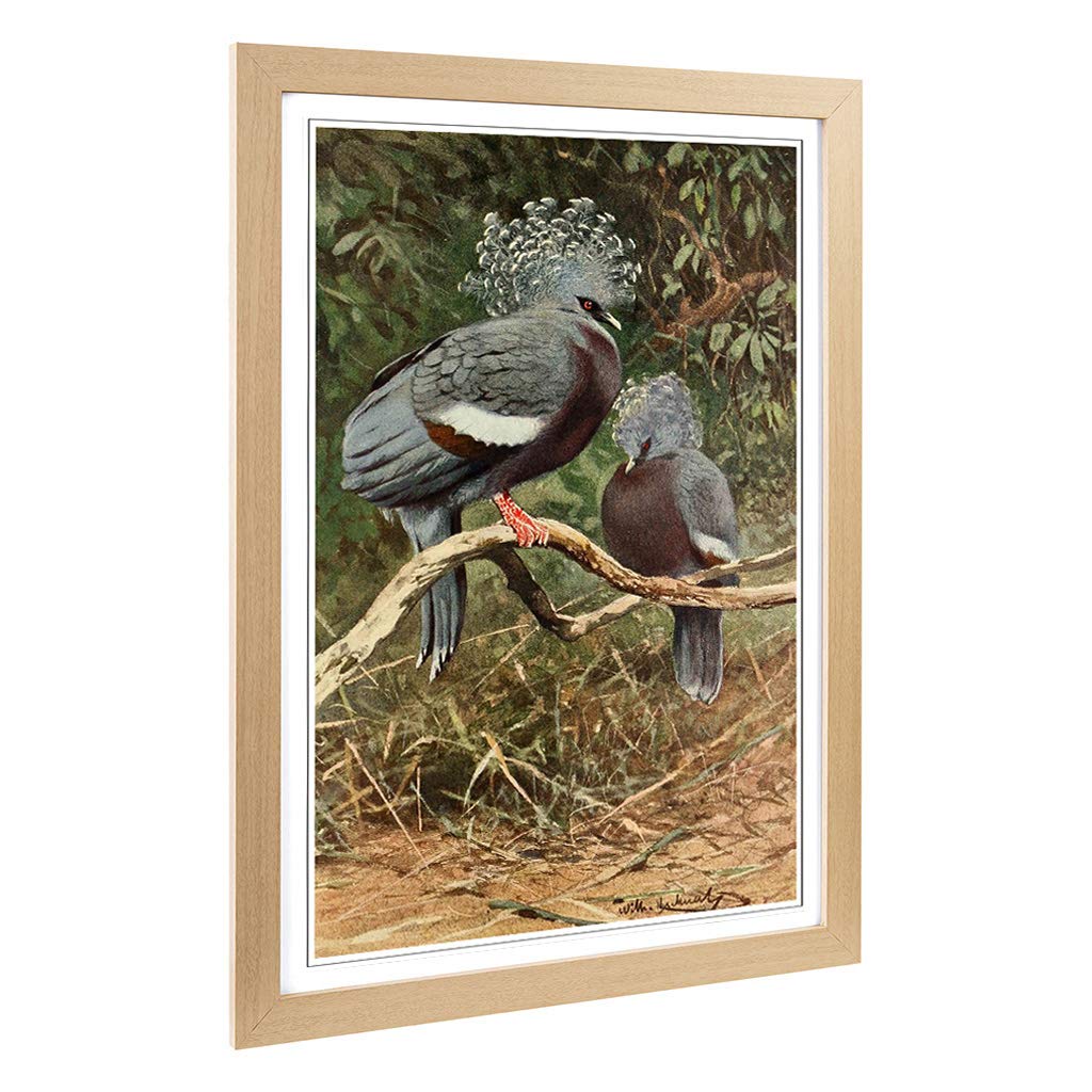 Big Box Art Framed Print of Vintage W Kuhnert Victoria Crowned Pigeon Design | Wall Art Picture | Home Decor for Kitchen, Living Room, Bedroom, Hallway, Oak, A2 / 24.5x18 Inch / 62x45cm