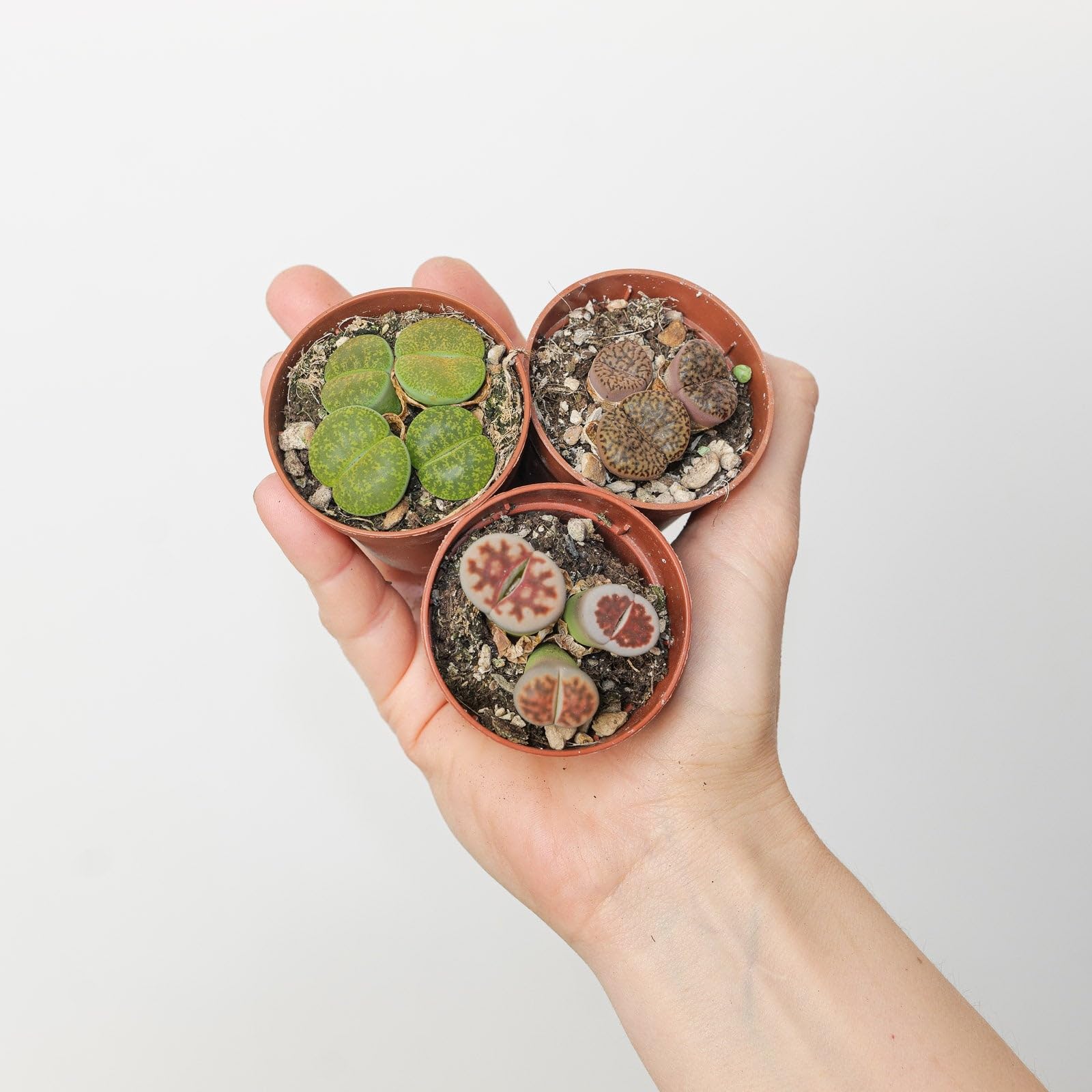 Lithops, Living Stone Houseplant, Rare and Unusual Succulent 8cm (Grower's Choice)