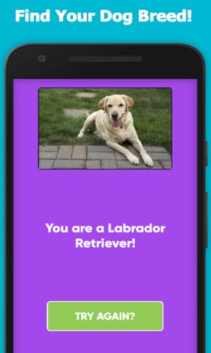 What Type Of Dog Are You?