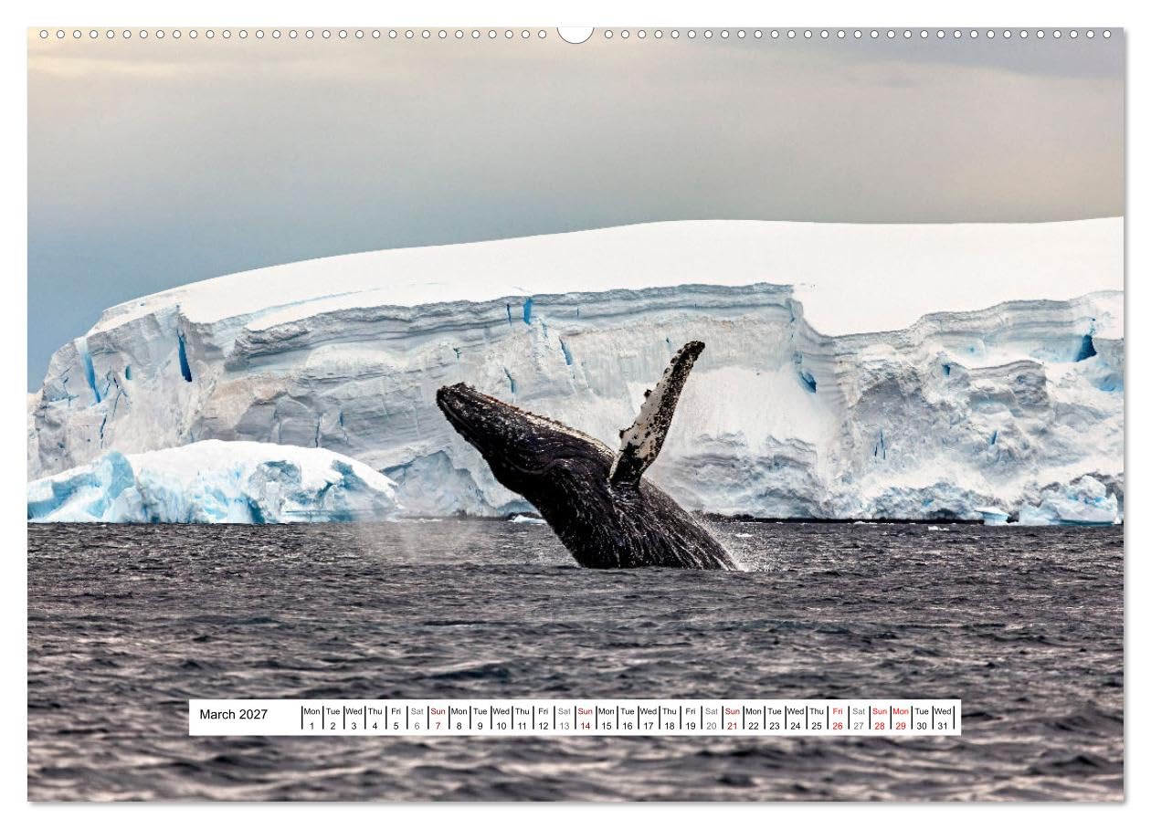An Antarctic Expedition (Wall Calendar 2027 DIN A2 landscape), CALVENDO 12 Month Wall Calendar: Visiting the icebergs, penguins and amazing landscapes of Antarctica
