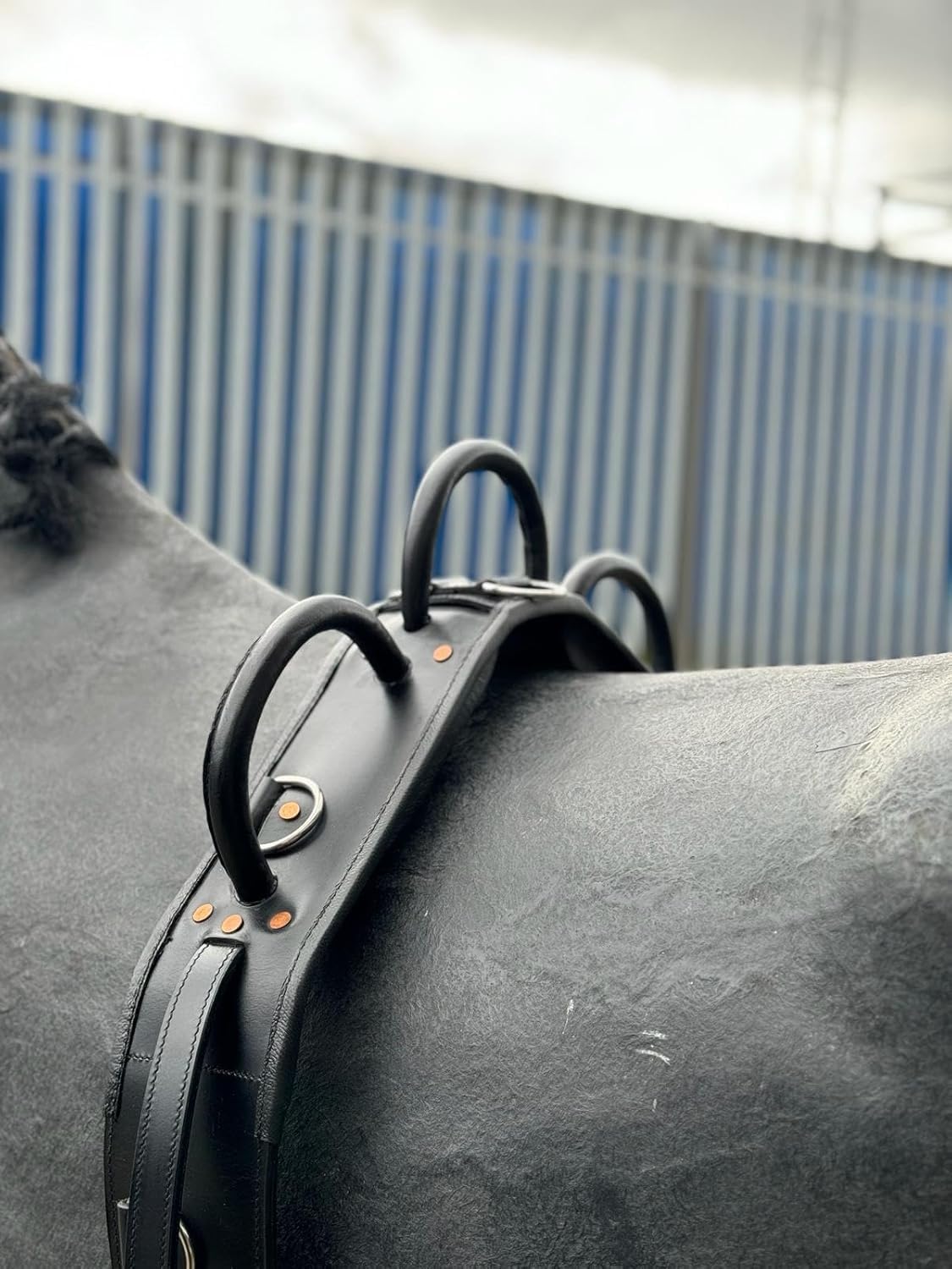 Equipride Leather Vaulting Roller Vaulting Surcingle with Girth Fully Adjustable Black (Pony)