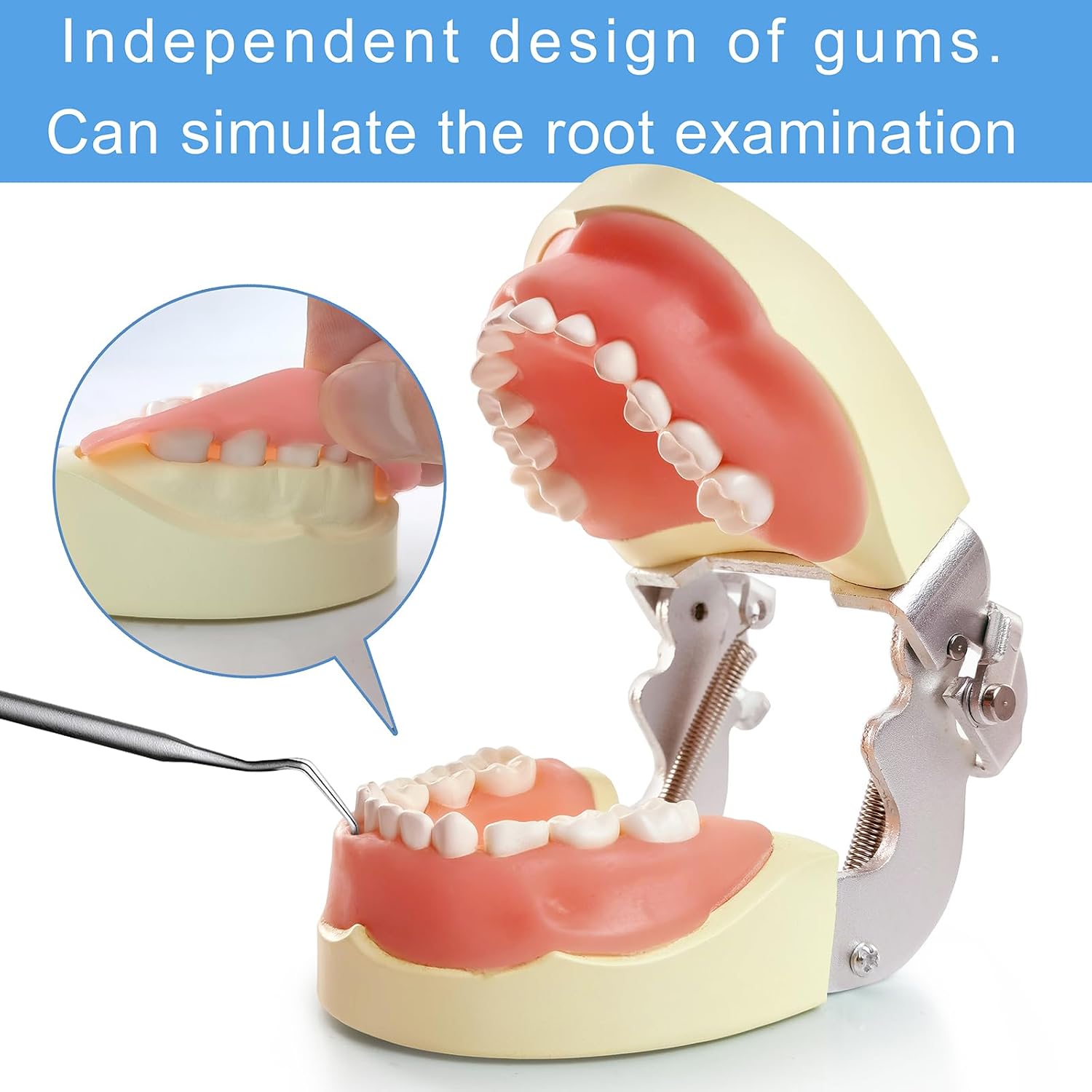 Teeth Model,Child Typodont Teeth Model，Comes with 20 Removable Teeth for Children to Teach Cleaning and Demonstrate Educational Dental Care