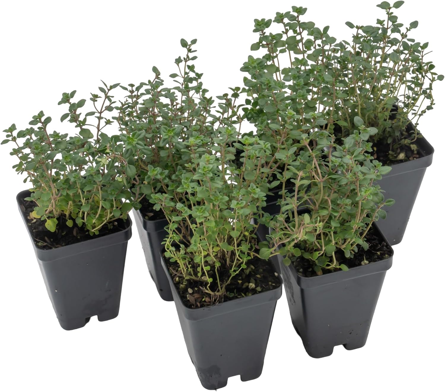 6 Live Lemon Thyme Plants (Thymus Citriodorus) – Aromatic Perennial Herb, Thriving in 2.5" Nursery Cubes