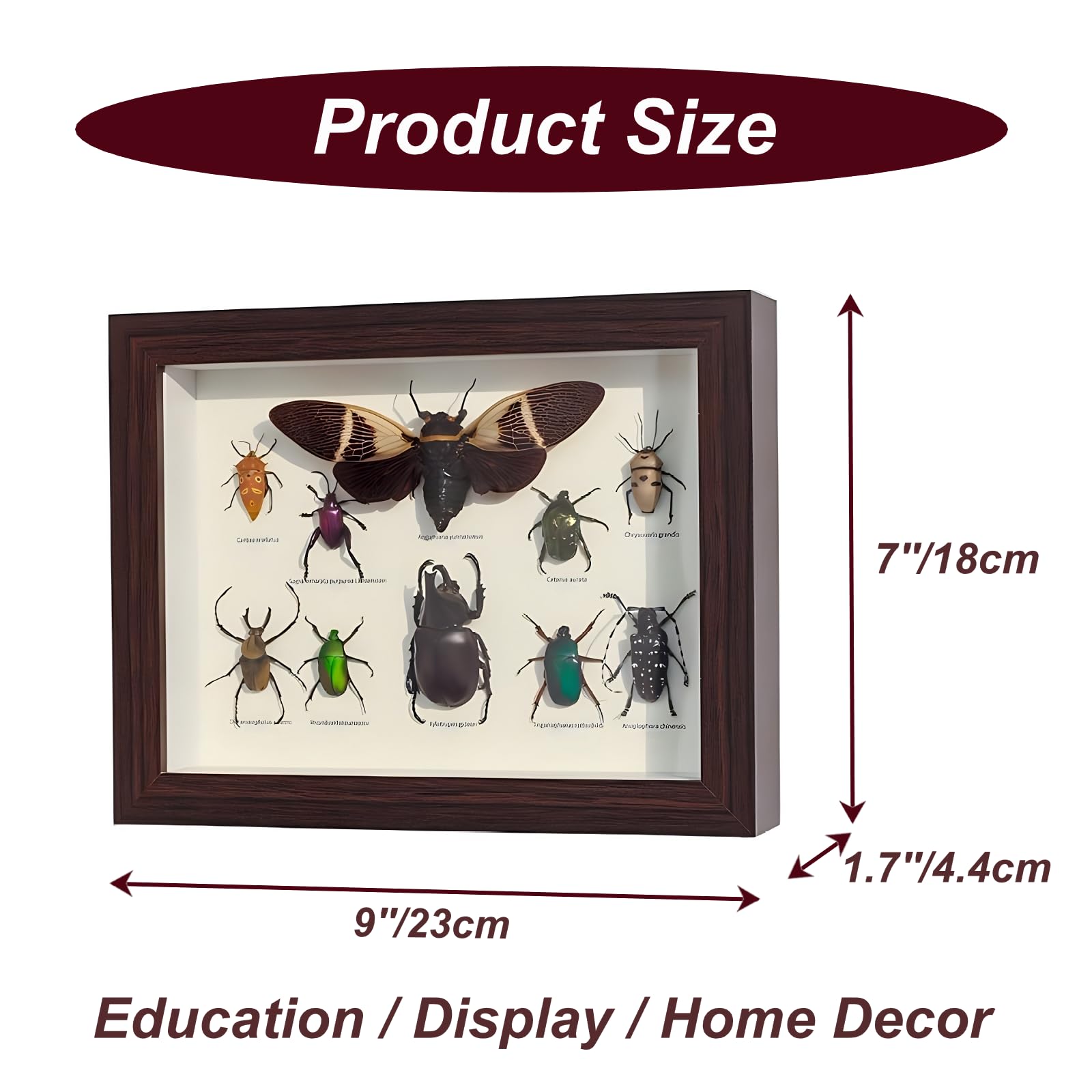 DRXRD Taxidermia de Insectos Mixtos para Decoración de Pared, Vitrina de Insectos Reales con Caja de Madera Enmarcada, para Colecciones y Comprensión de la Estructura de los Insectos