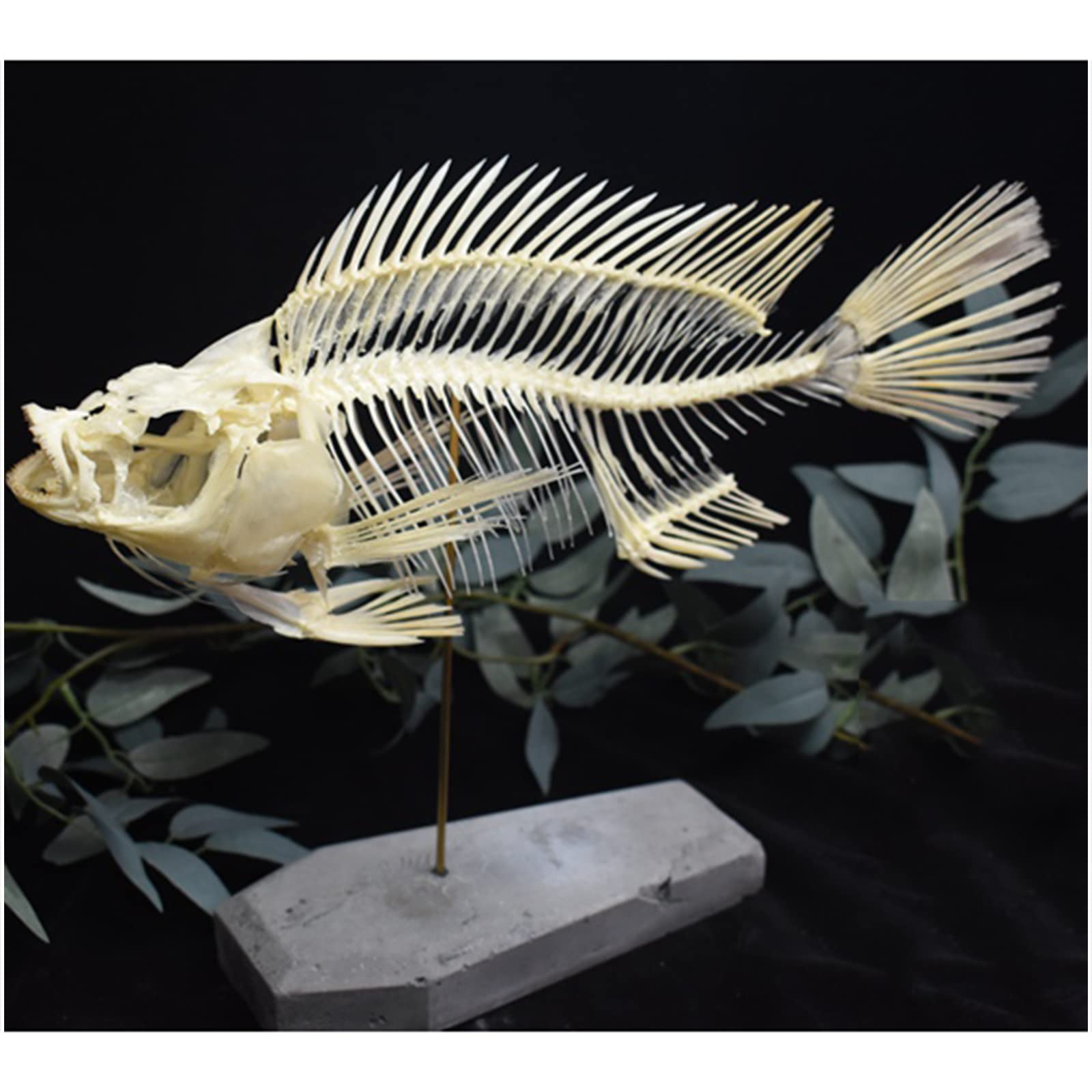 骨格標本　頭骨　超巨大魚　クロムツ　頭部スカル 骨格標本 頭骨 超巨大魚 クロムツ 頭部スカル - メルカリ