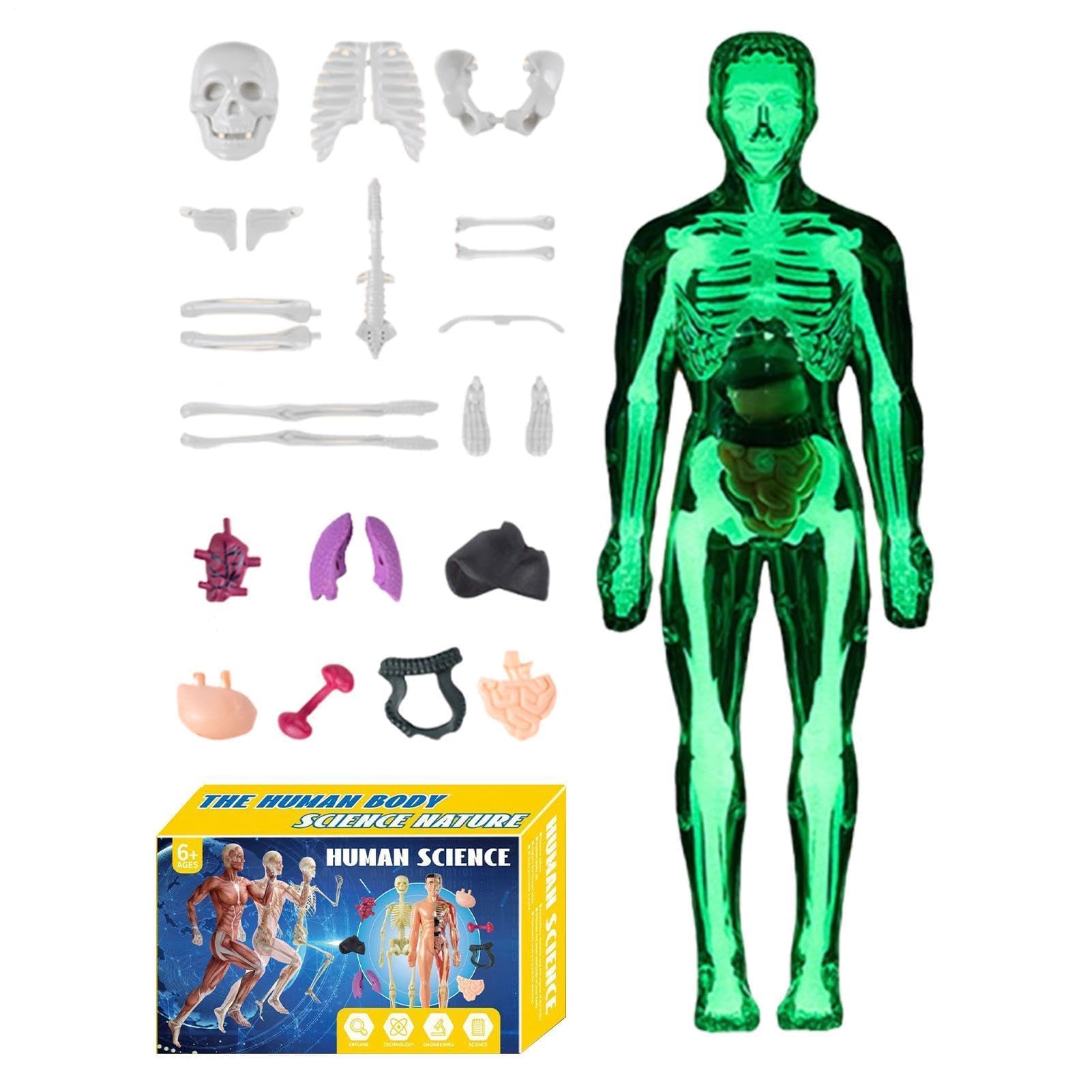 Xiaoxu Body Model - Anatomy Learning Assembly Kit