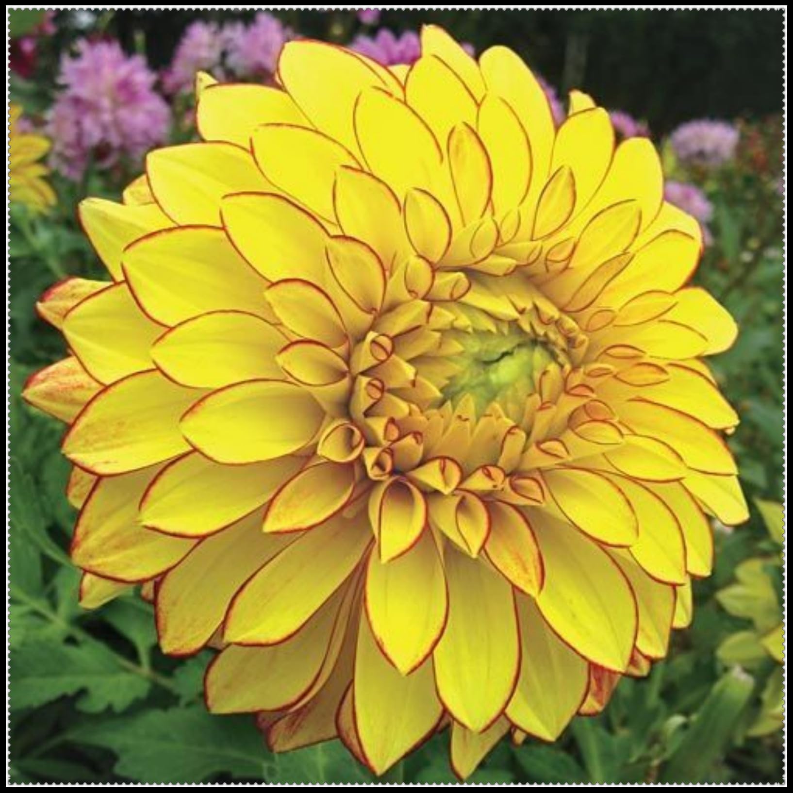 Dahlia Plants Tubers- Dahlia Bulbs UK- Outdoor Plants for Gardens ＆ Borders- Easy to Growth Flowering Perennials- Excellent Display-8 Bulbs-D