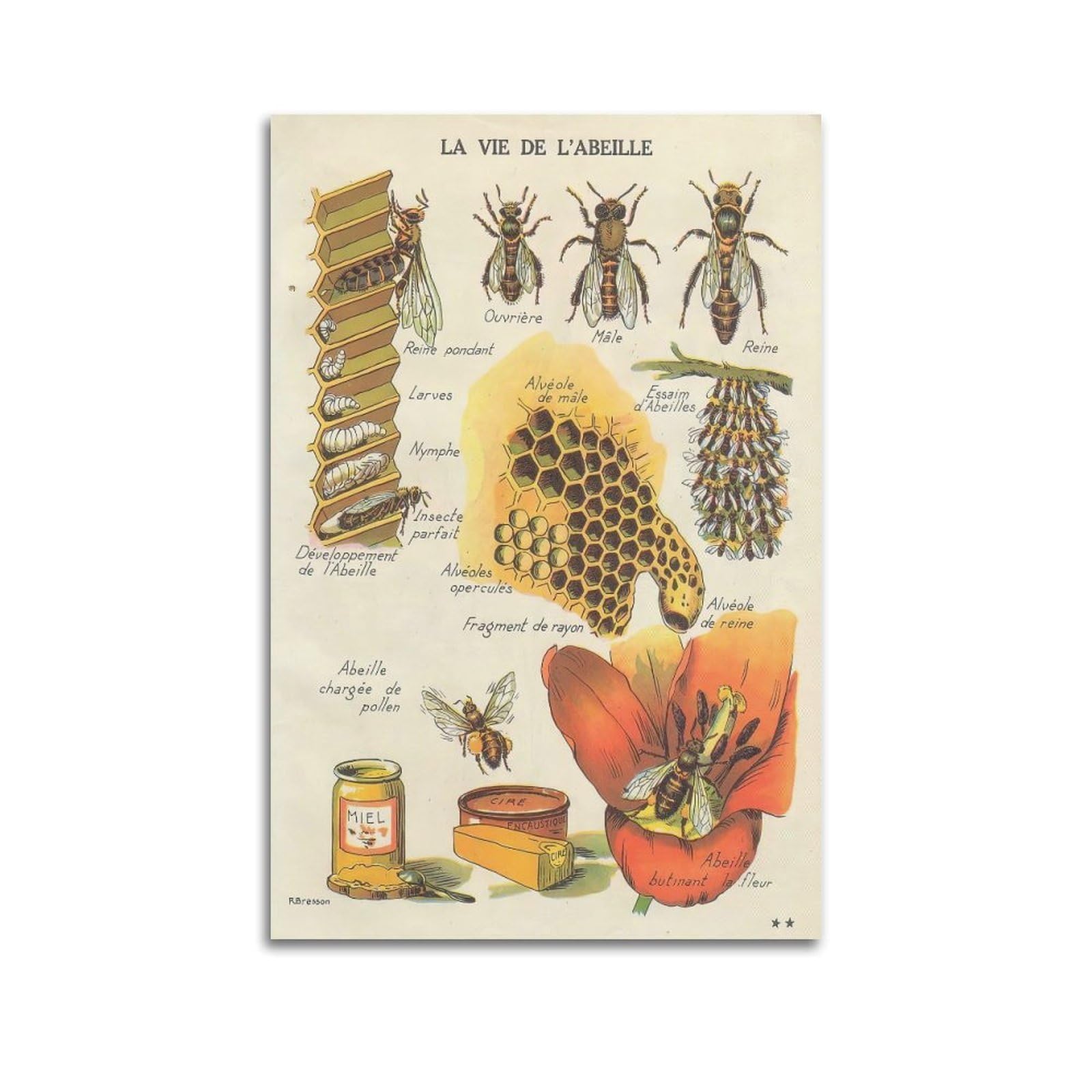 OKAHYS Vintage Apidae Insect Bee Poster Decorative Painting Canvas Wall Artworks Picture 24x36inch(60x90cm)