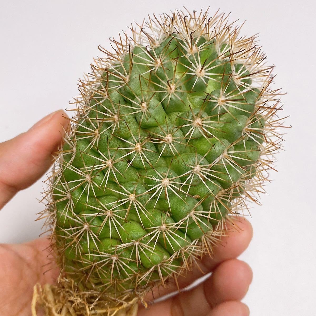 Amazon.co.jp: 大株多肉植物 サボテン マミラリア 蓬莱宮 実生 Amazon.co.jp: 大株多肉植物 サボテン マミラリア 蓬莱宮 実生