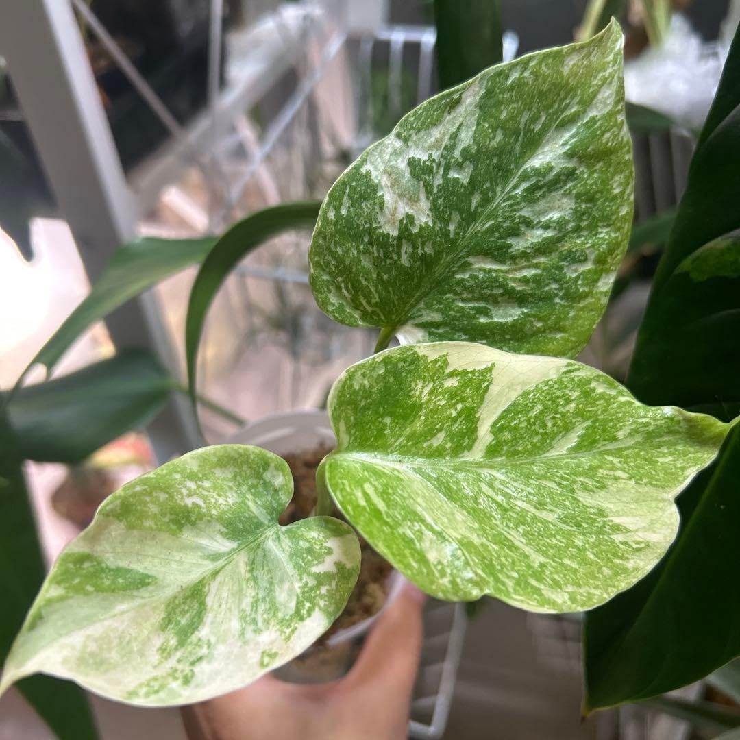 Amazon｜︎モンステラ グリーンスノー︎斑入り綺麗｜観葉植物