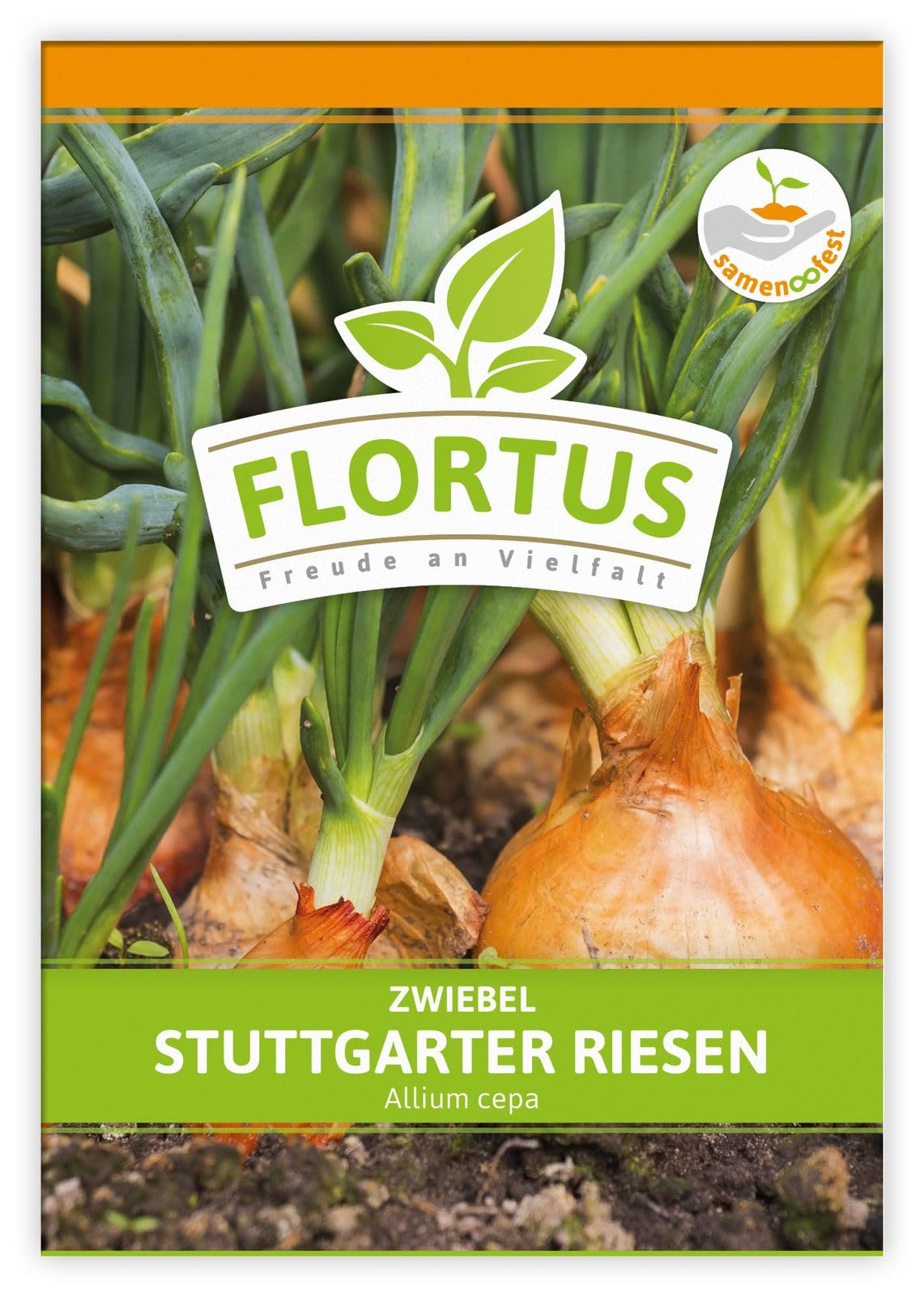 FLORTUS 2000-0490-100x Zwiebel Stuttgarter Riesen (100 Stück) (Zwiebelsamen)