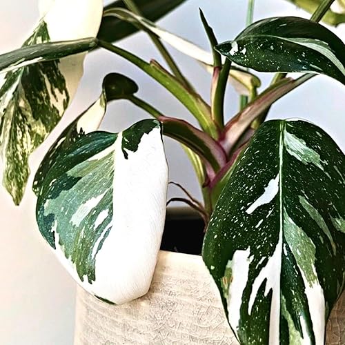 Philodendron Plant Prince of Orange - Planta viva de 3 pulgadas, adornos para plantas de interior, plantas perennes, cultivo de jardín, puede crecer