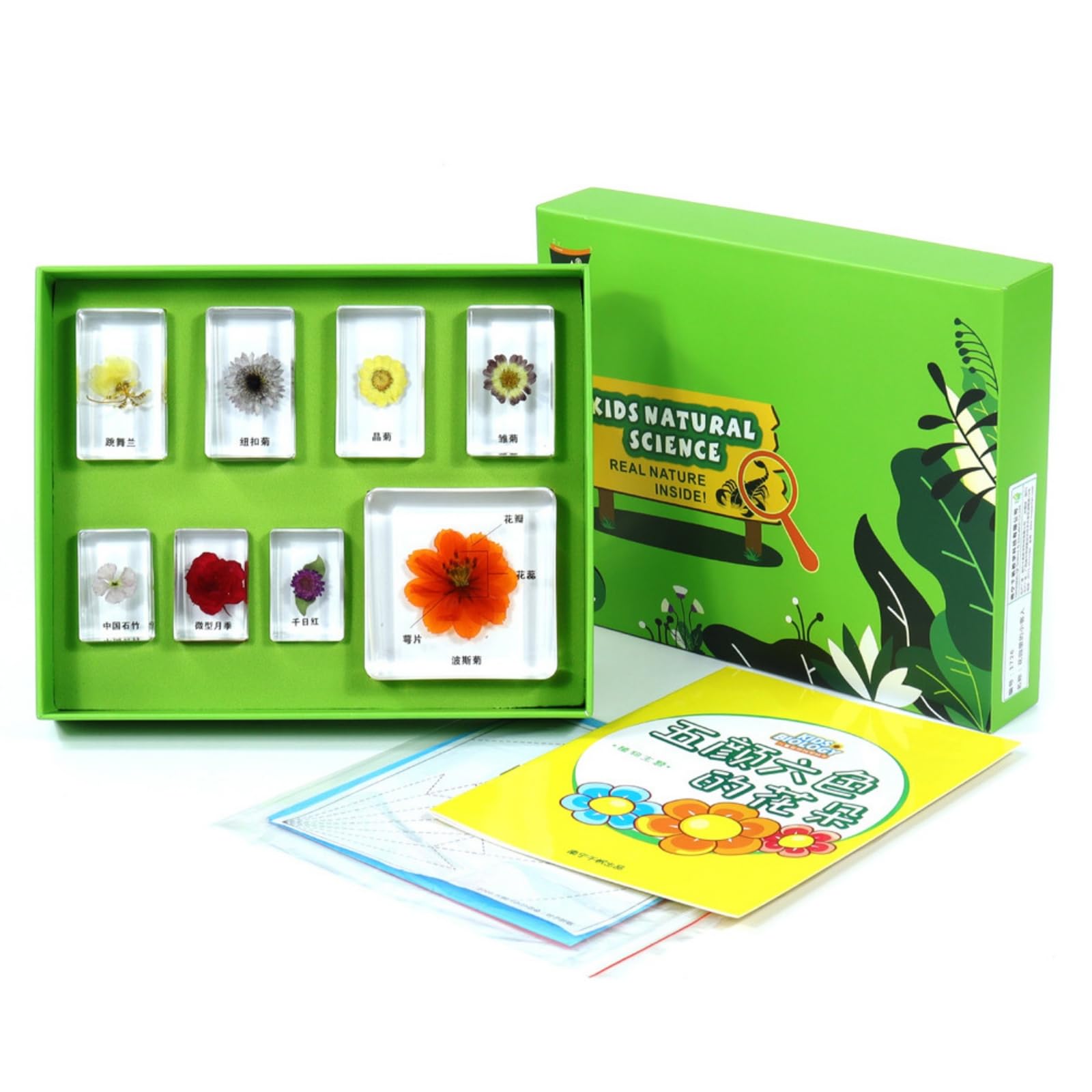 Qianly Kit Didattico con Esemplari in Resina Educativo Kit con Scatola di Stoccaggio Pratico Gioco Scientifico per Studenti, Bambini, Aula, Scuola, Casa, Array, Verde Fiori Colorati