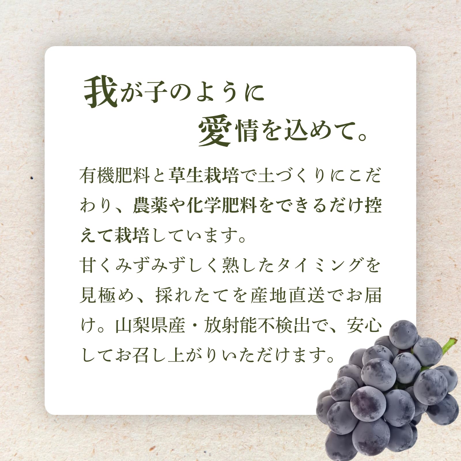 Amazon.co.jp: 山梨県産 ピオーネ 約2kg（3〜4房）秀品 産地直送 種