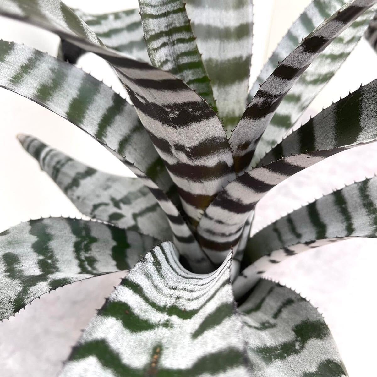 Amazon.co.jp: エクメア ブラックアイス 約5号 子株付き タンク