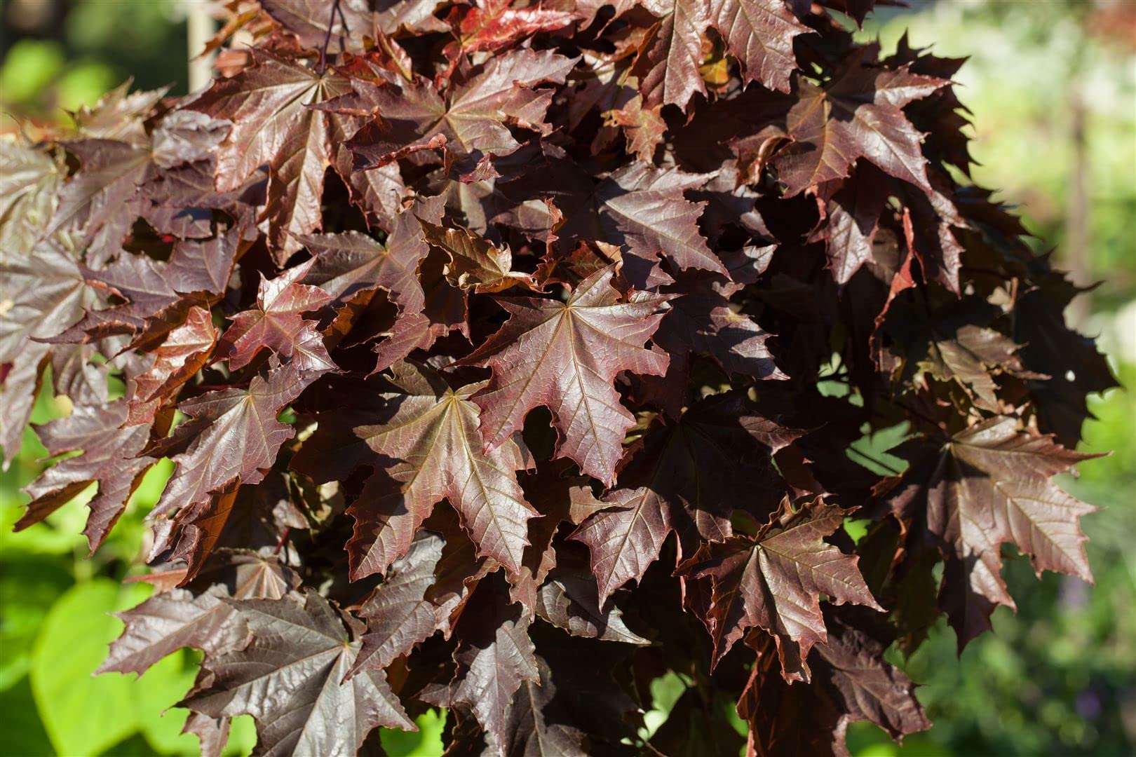 Spitzahorn Acer platanoides Crimson King Hausbaum winterhart