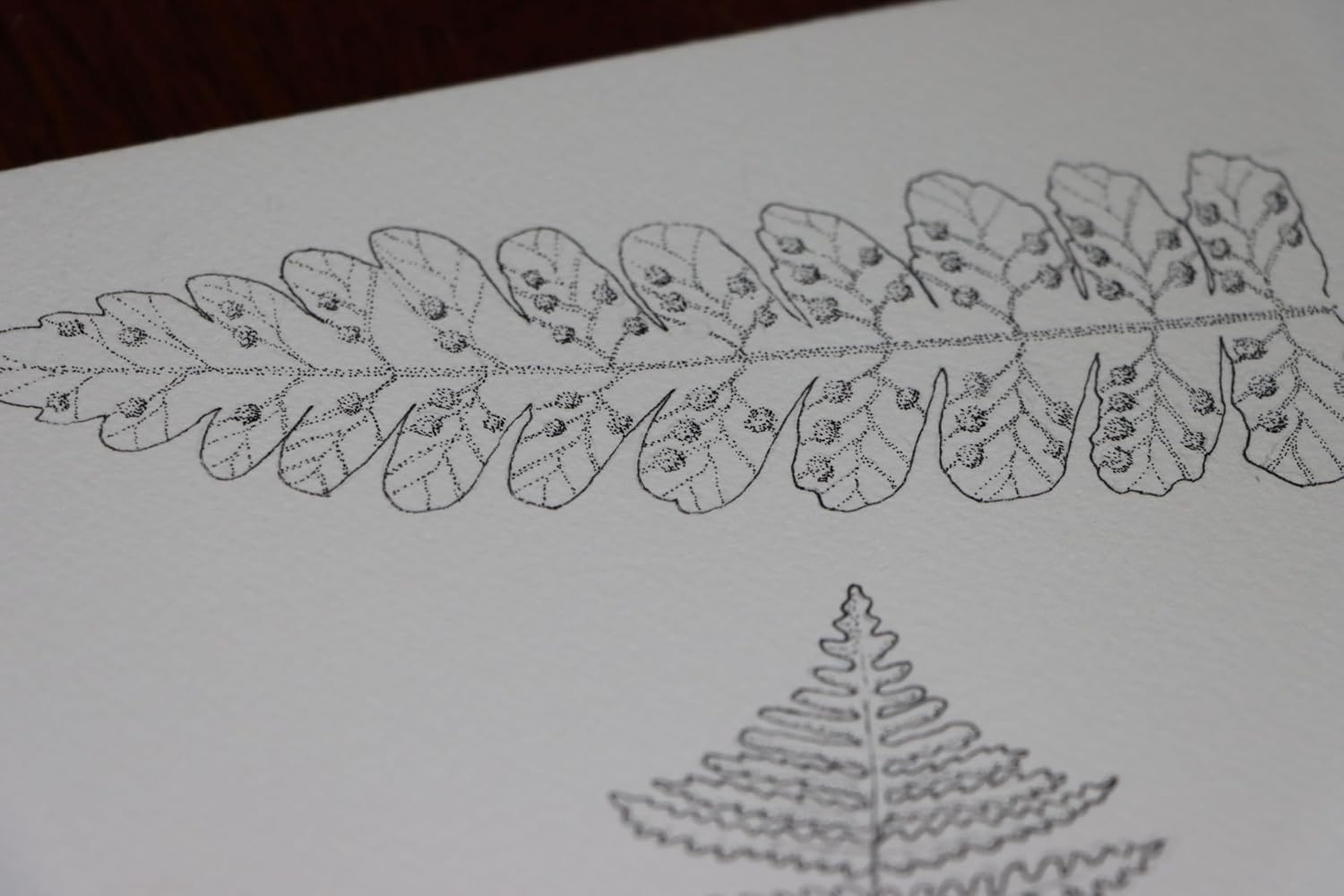 Oak Fern Botanical Drawing, Original Pen and Ink Artwork, 8 x 10 inches, Unframed