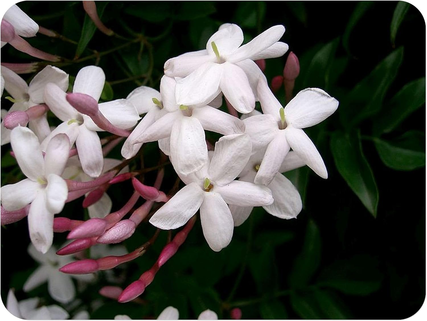Polyanthum Winter Jasmine - Jasminum polyanthum - Live Plant - Fragrant Pink White Flower - Emerald Goddess Gardens - Starter Sz 4 Inch Pot