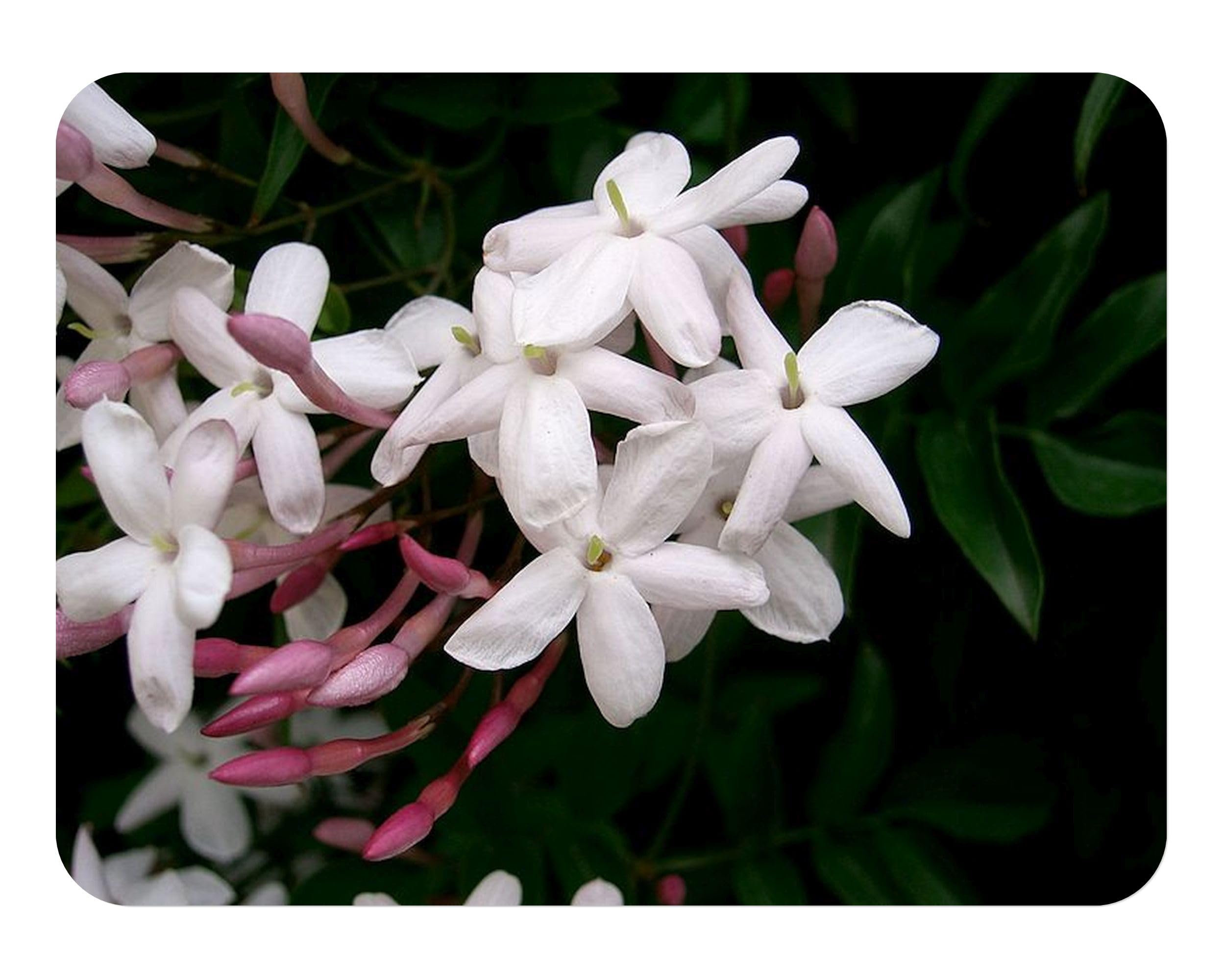Polyanthum Winter Jasmine
