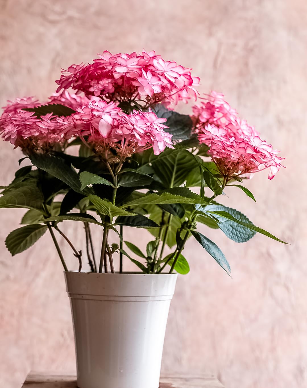 Amazon｜母の日 ギフト アジサイ 品種おまかせ 鉢花 鉢植え フラワー
