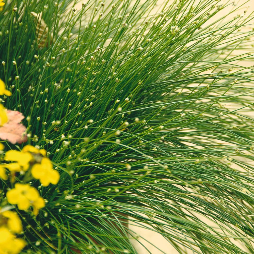 Isolepis cernua – Fiber Optic Plant Pond Marginal 11cm Basket x 1 by Thompson & Morgan