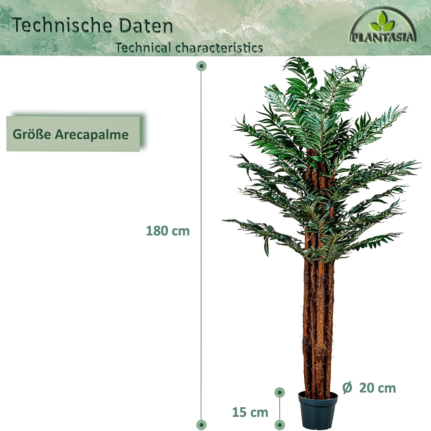 kentia palme gelbe blätter Kentia Palme online Kaufen – MyZimmerpflanze.de