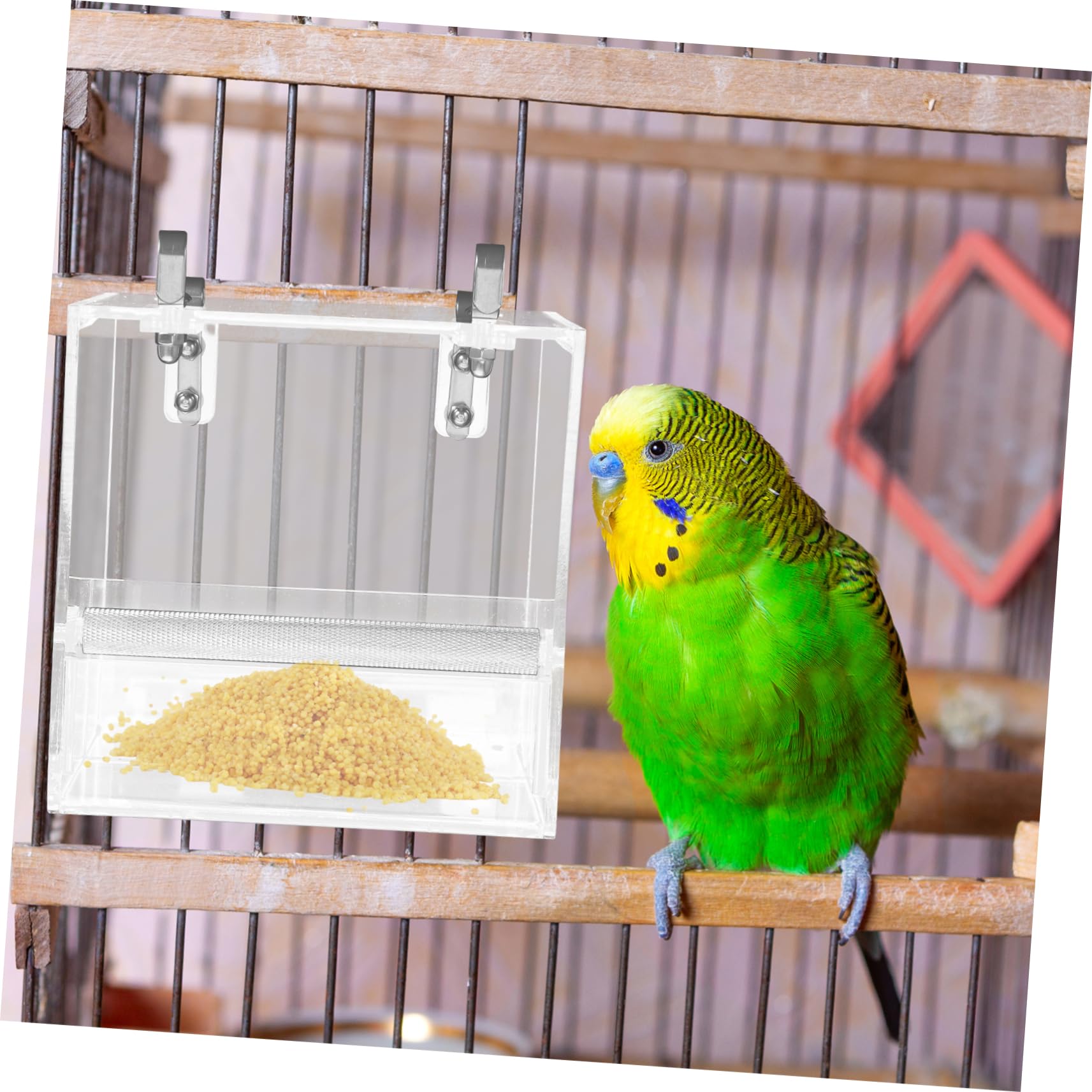 Toddmomy Mangiatoia Automatica per Uccelli per Animali Domestici Ciotola per Bere e Pappagalli e Uccelli Facile da Installare