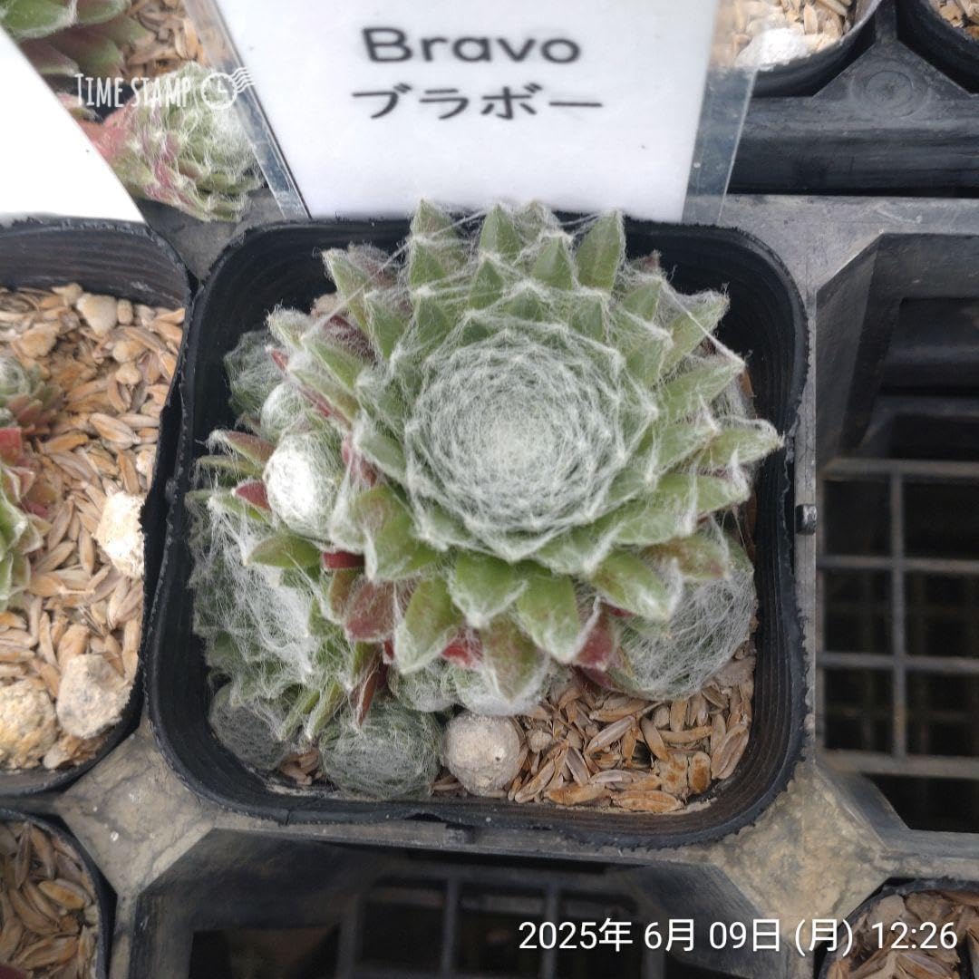 センペルビウム ザ•ポリス センペルビウム：ベリーボム 3号ポット の