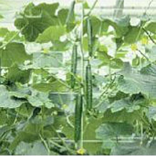 Sabrosas semillas de pepino de jade (más de 20 semillas)  Sin OGM  Semillas de flores de hierbas y frutas vegetales para plantar  Paquete de