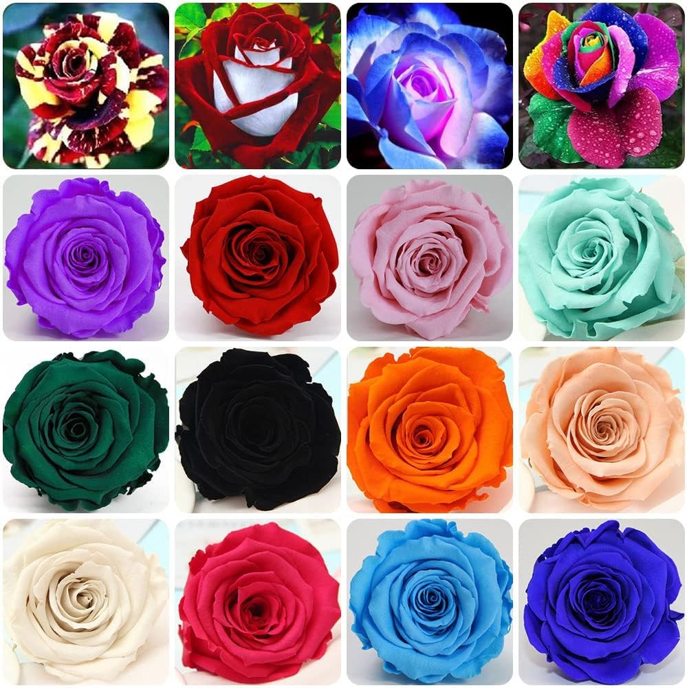 NooElec Seeds India 60+ Seeds- Hybrid English Rose Gulab Flower Seeds For Planting- High Germination Seeds (B0CFMBQL2V) Amazon Price History, Amazon Price Tracker