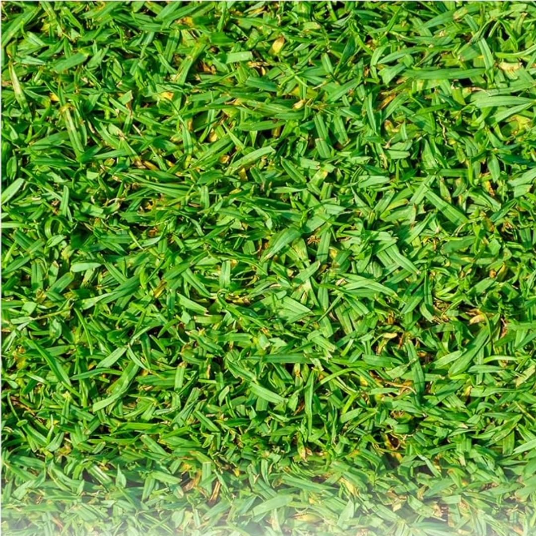 Pelouse Tropicale Kikuyu 250g pour jardin