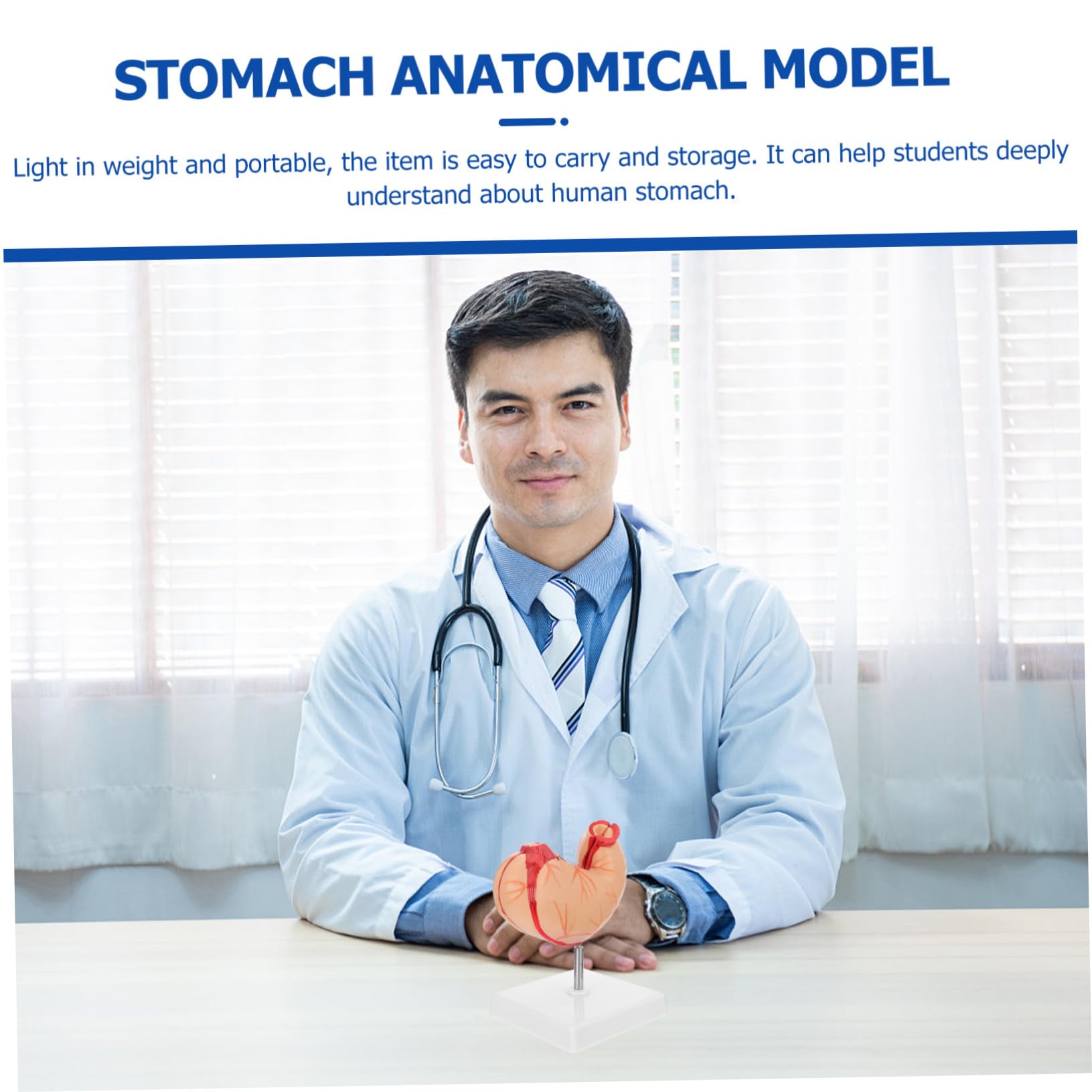 Medizinisches Anatomisches Magenmodell Naturgetreues Schul Lehrmittel Langlebiges Umweltfreundliches Material Für Biologie Unterricht