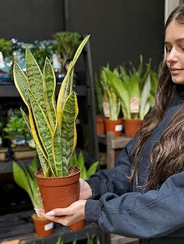 45cm Sansevieria Trifasciata Snake Indoor House Plant Laurentii Easy Care Low Light 14cm Pot