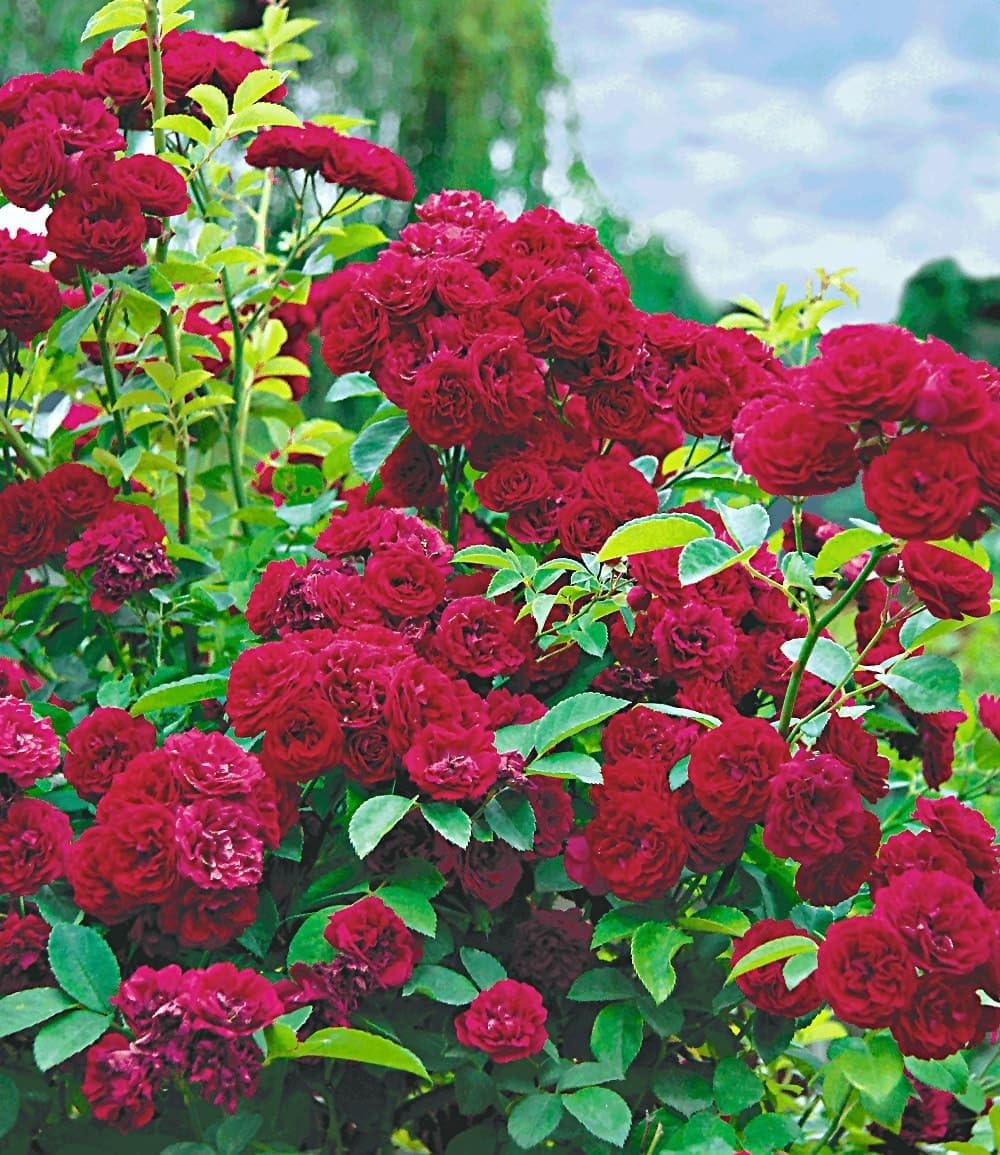 BALDUR Garten 3er Rambler-Rosen-Kollektion, Pflanzen wurzelballiert, Bleu Magenta, Chevy Chase, Paul's Himalayan Musk Rambler, Kletterrosen, winterhart, mehrjährige Kletterpflanzen, Rosa Hybride