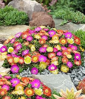 BALDUR Garten 3er Winterharte Eisblumen Summer Mix, Pflanzen im 9x9 cm-Topf, Delosperma congesta, Bodendecker, winterharte Staude, trockenresistent, mehrjährig, bienenfreundlich, pflegeleicht