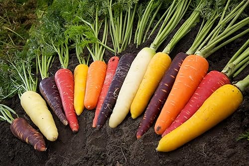 Miniatura 5 de Seeds Vegetable Carrot Sweet Rainbow Mix (Red, Purple, White, Yellow) for Planting Non GMO - 100 Seeds