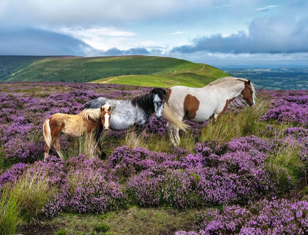 Ravensburger Wild Horses in the Heather 2000 Piece Jigsaw Puzzle, Premium Large Adult Puzzle with Countryside Horse Scene - Image 2