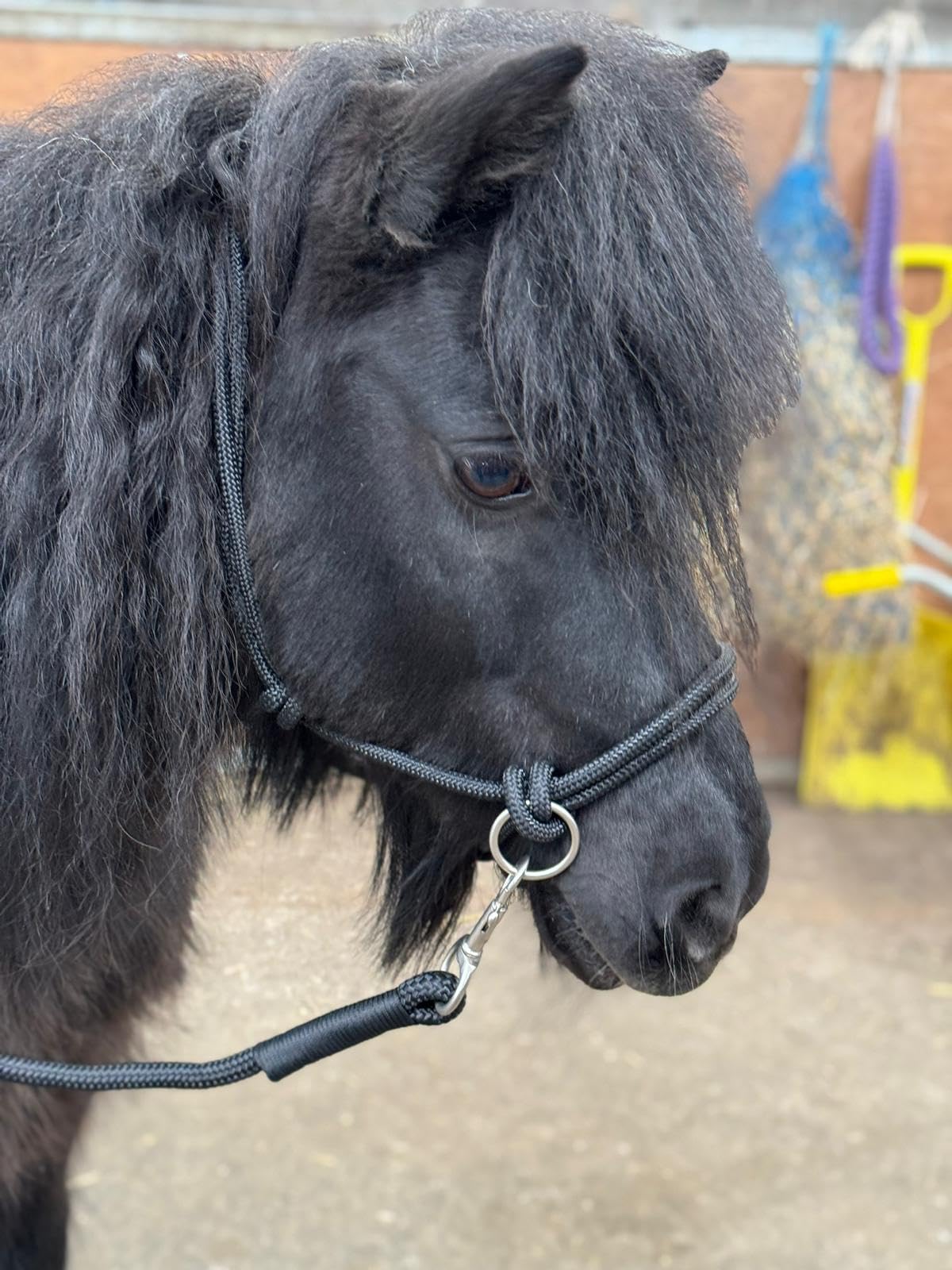 Rope headcollar with Reins for use of Bitless Horse Riding Full to Mini Shet 5 Colours (Black, Shetland)