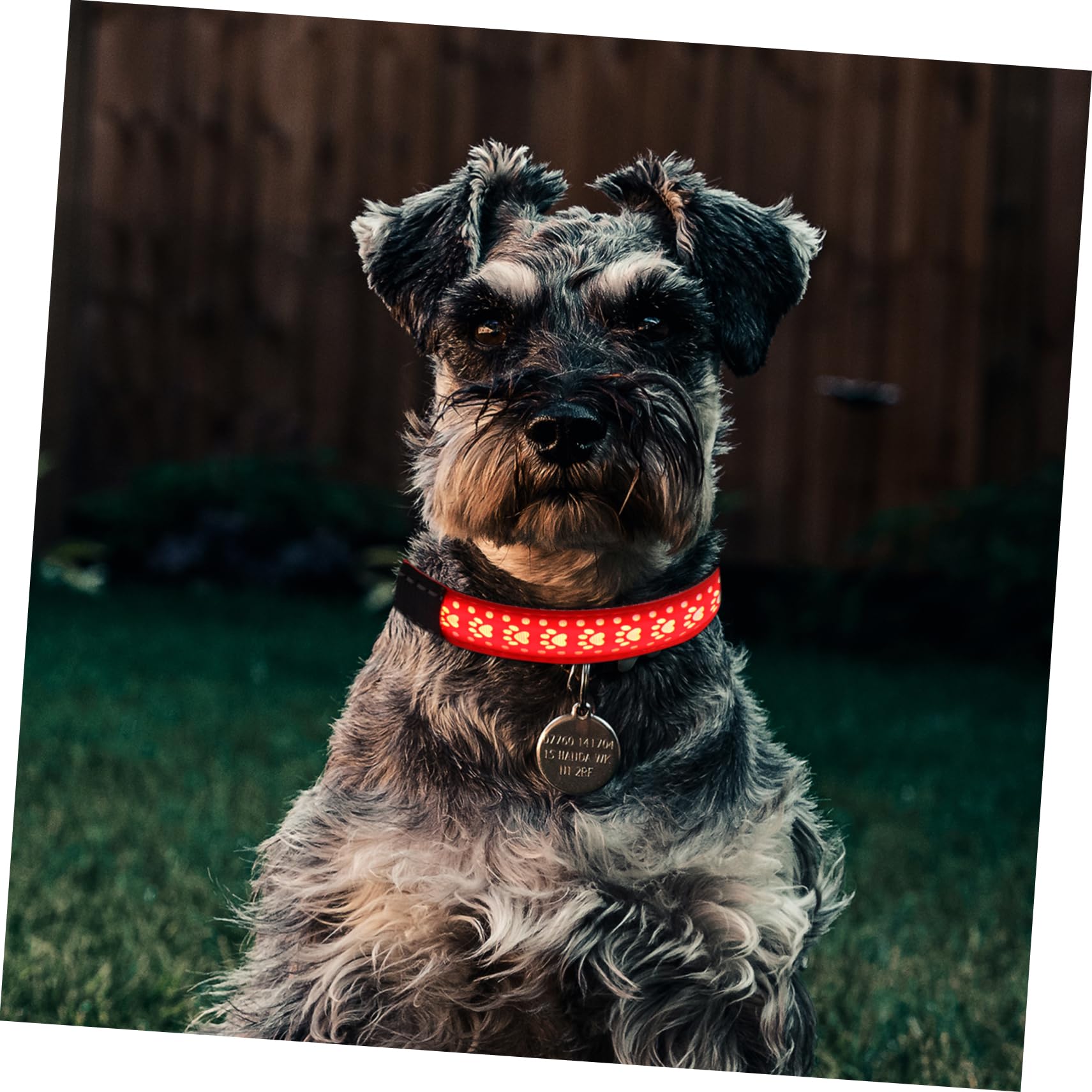 INOOMP 3pièces Collier LED pour Chien Collier Lumineux PU Et Accessoire Animalier Sécurisé pour Promenade Nocturne
