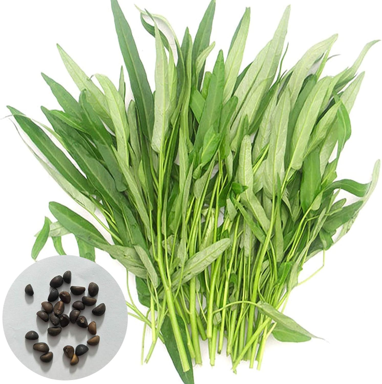 Seeds for Planting,300Pcs Water Spinach Seeds Delicious Green Leaf ...