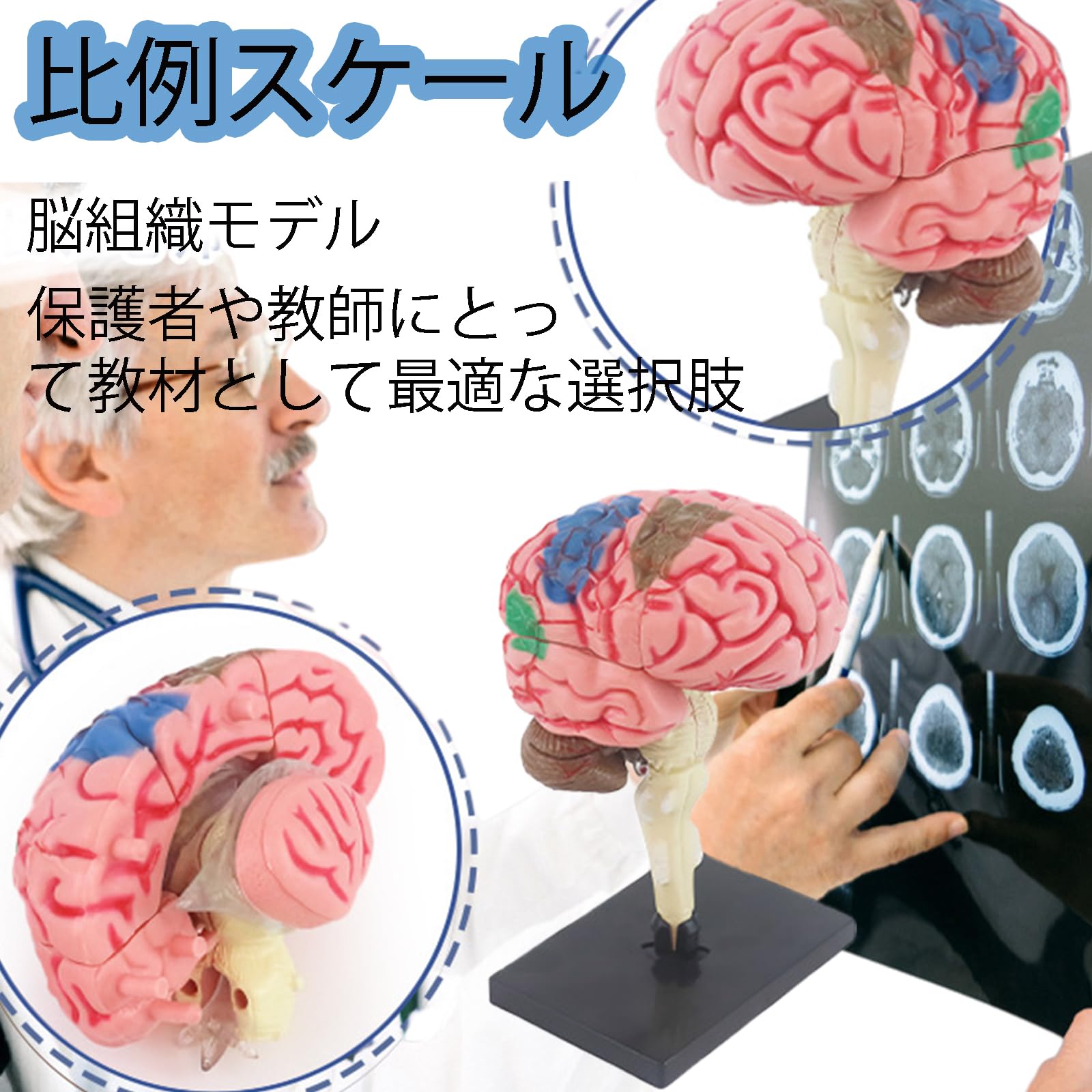 Amazon.co.jp: MOSABRUKI 脳 模型 脳解剖モデル 4D組立・分解 脳トレ