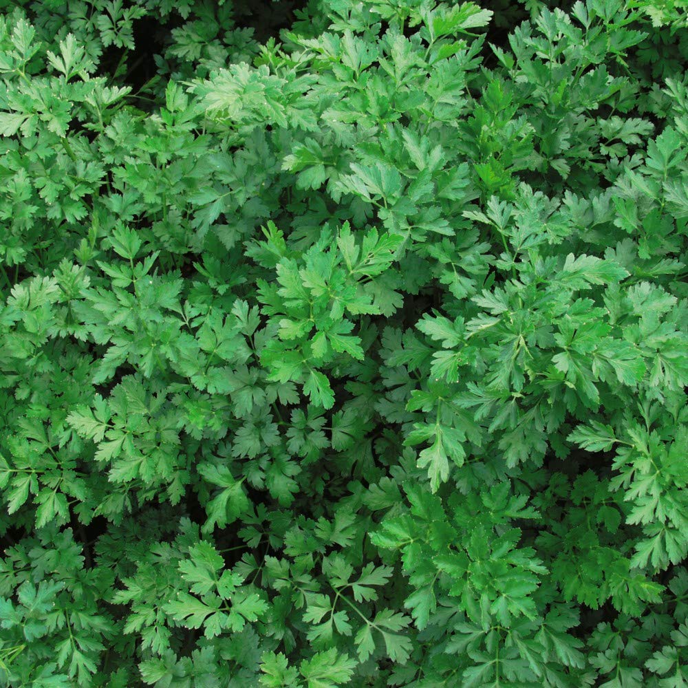Parsley 'Laura' Plain-Leaved Parsleys Hardy Biennial Vegetables Seeds Summer Flowering Garden Plants Grow Your Own 1 x Seed Packet (500 Seeds) Parsley 'Laura' by Thompson and Morgan