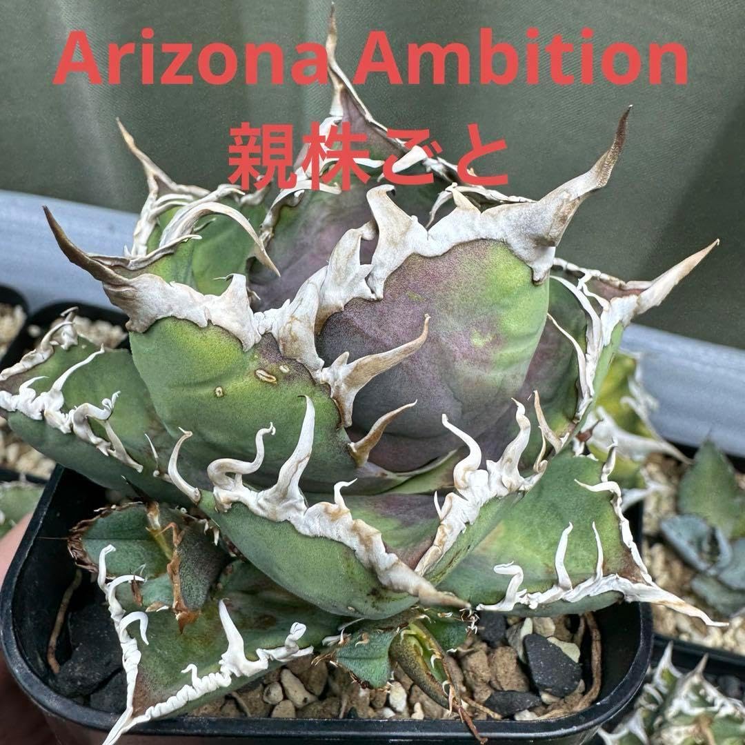 Arizona Ambition アガベ チタノタ アリゾナ アンビション AA 【公式通販】
